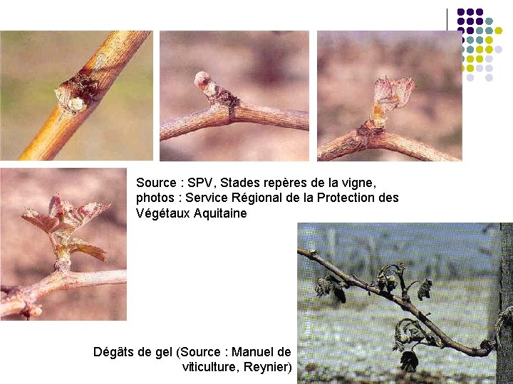 Source : SPV, Stades repères de la vigne, photos : Service Régional de la