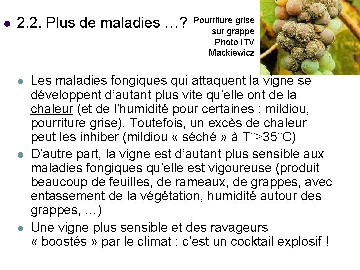 l 2. 2. Plus de maladies …? l l l Pourriture grise sur grappe