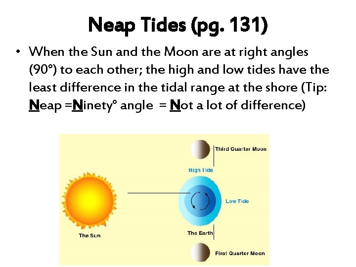 Neap Tides (pg. 131) • When the Sun and the Moon are at right