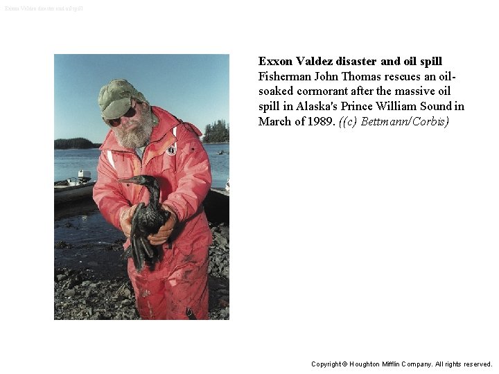 Exxon Valdez disaster and oil spill Fisherman John Thomas rescues an oilsoaked cormorant after Exxon Valdez disaster and oil spill Fisherman John Thomas rescues an oilsoaked cormorant after