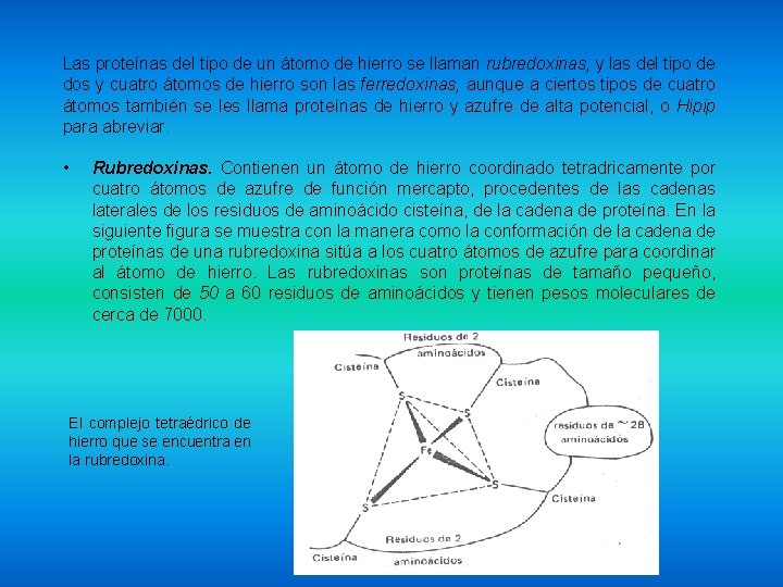 Las proteínas del tipo de un átomo de hierro se llaman rubredoxinas, y las