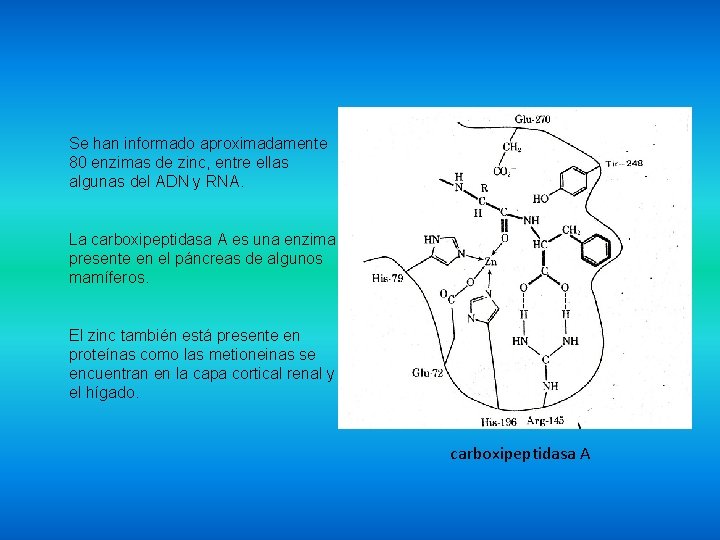 Se han informado aproximadamente 80 enzimas de zinc, entre ellas algunas del ADN y