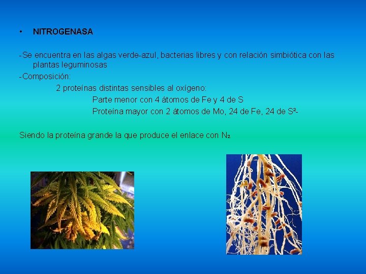  • NITROGENASA -Se encuentra en las algas verde-azul, bacterias libres y con relación