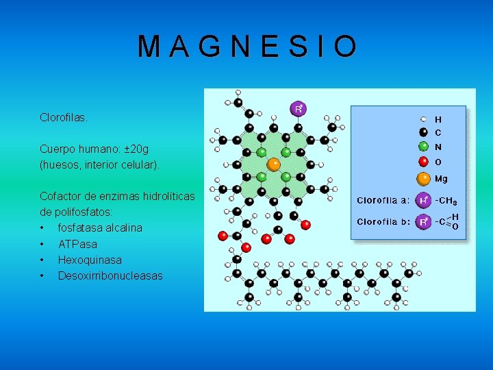 MAGNESIO Clorofilas. Cuerpo humano: ± 20 g (huesos, interior celular). Cofactor de enzimas hidrolíticas