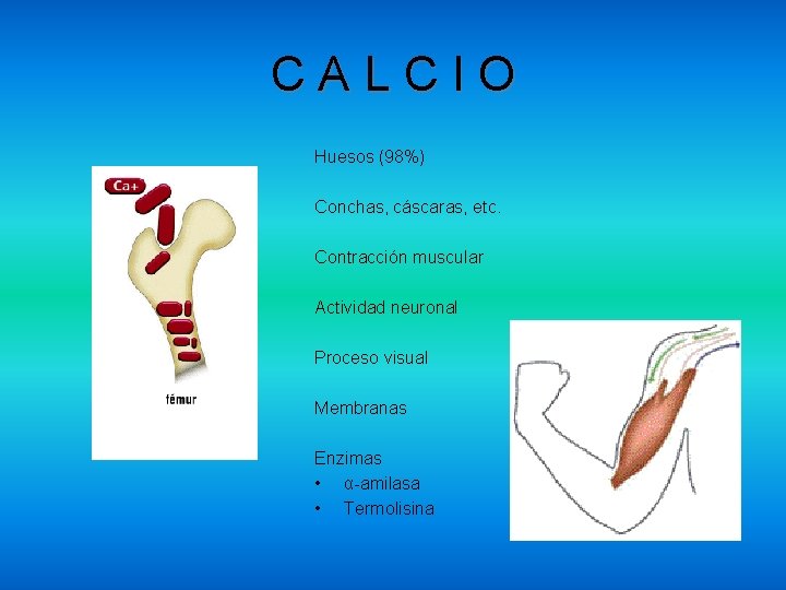 CALCIO Huesos (98%) Conchas, cáscaras, etc. Contracción muscular Actividad neuronal Proceso visual Membranas Enzimas