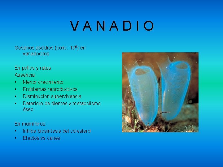 VANADIO Gusanos ascidios (conc. 106) en vanadocitos En pollos y ratas Ausencia: • Menor