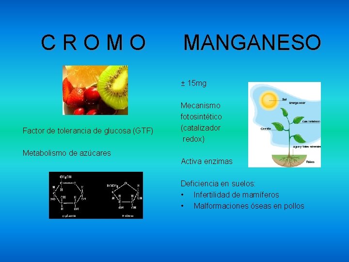 CROMO MANGANESO ± 15 mg Factor de tolerancia de glucosa (GTF) Metabolismo de azúcares