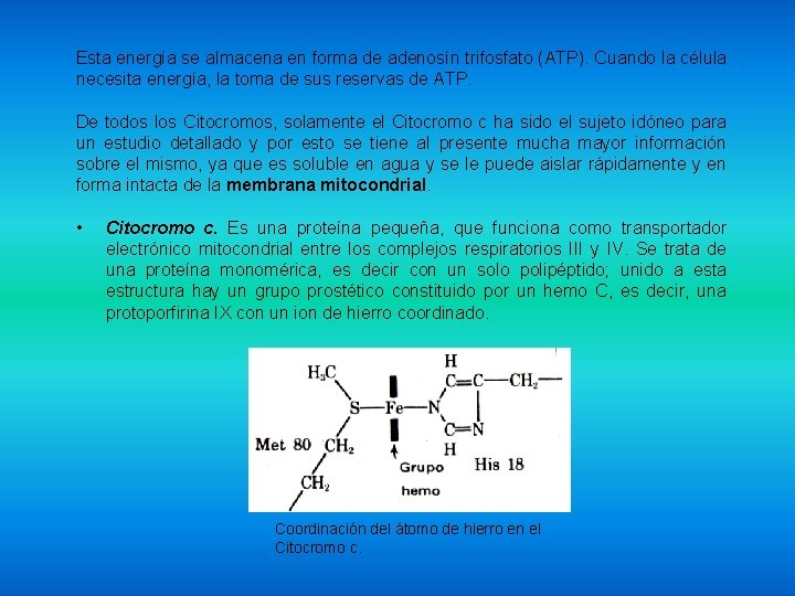 Esta energía se almacena en forma de adenosín trifosfato (ATP). Cuando la célula necesita