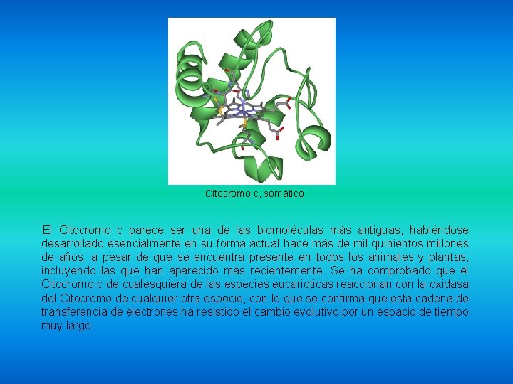 Citocromo c, somático El Citocromo c parece ser una de las biomoléculas más antiguas,