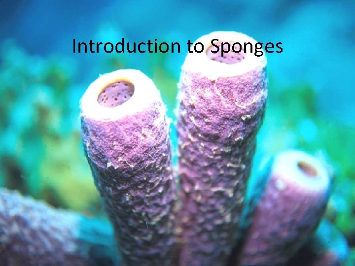 Introduction to Sponges 