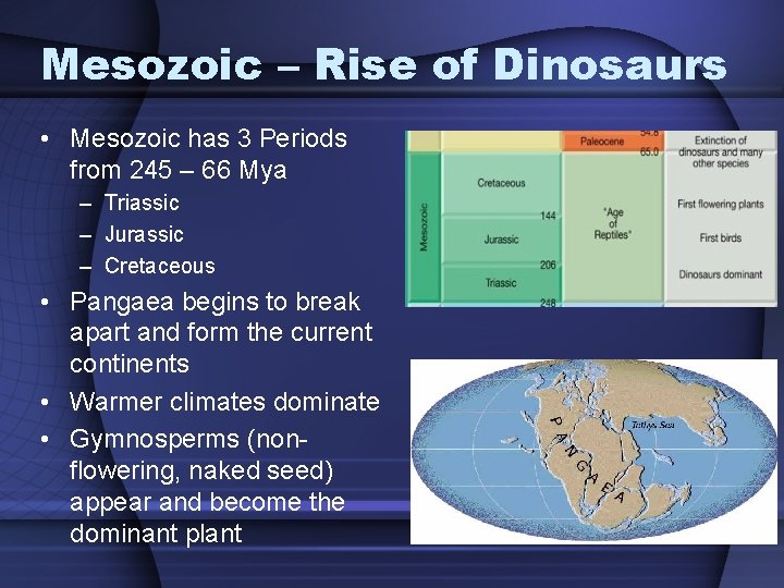 Mesozoic – Rise of Dinosaurs • Mesozoic has 3 Periods from 245 – 66