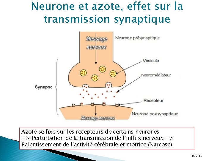 Neurone et azote, effet sur la transmission synaptique Azote se fixe sur les récepteurs