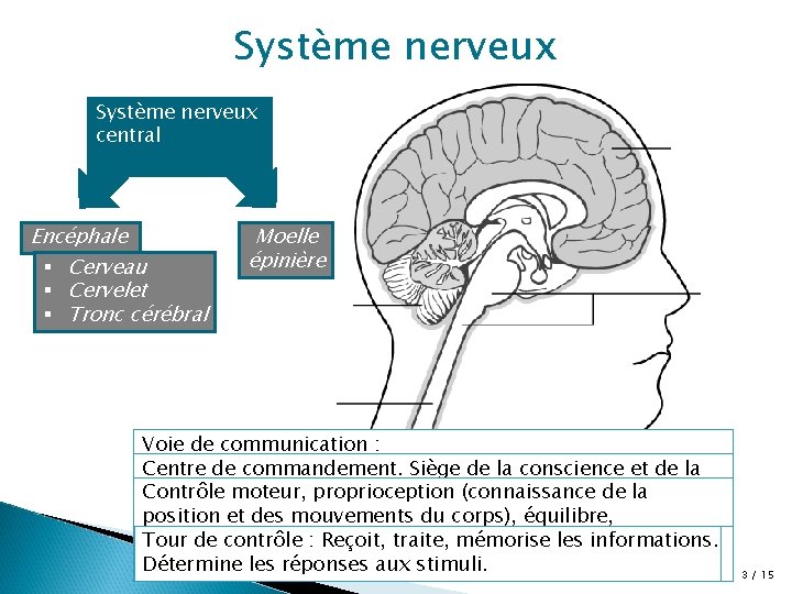 Système nerveux central Encéphale § Cerveau § Cervelet § Tronc cérébral Moelle épinière Voie