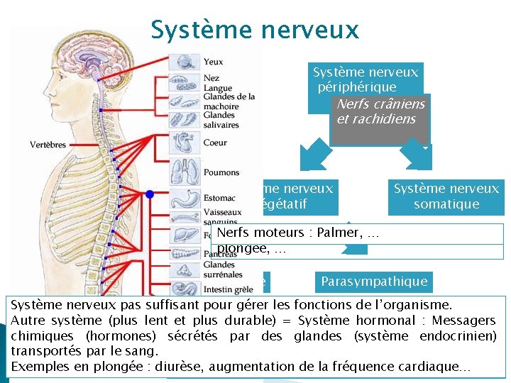 Système nerveux central Encéphale Système nerveux périphérique Nerfs crâniens et rachidiens Moelle épinière Système