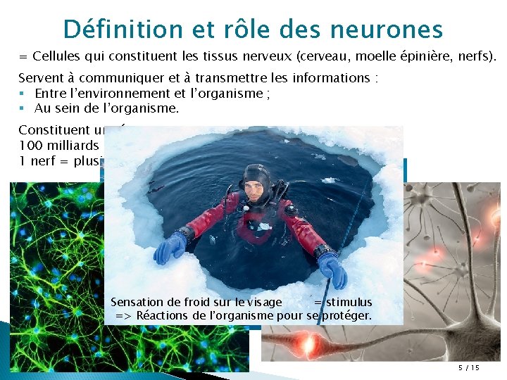 Définition et rôle des neurones = Cellules qui constituent les tissus nerveux (cerveau, moelle