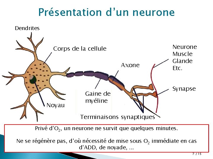 Présentation d’un neurone Dendrites Corps de la cellule Axone Noyau Gaine de myéline Neurone