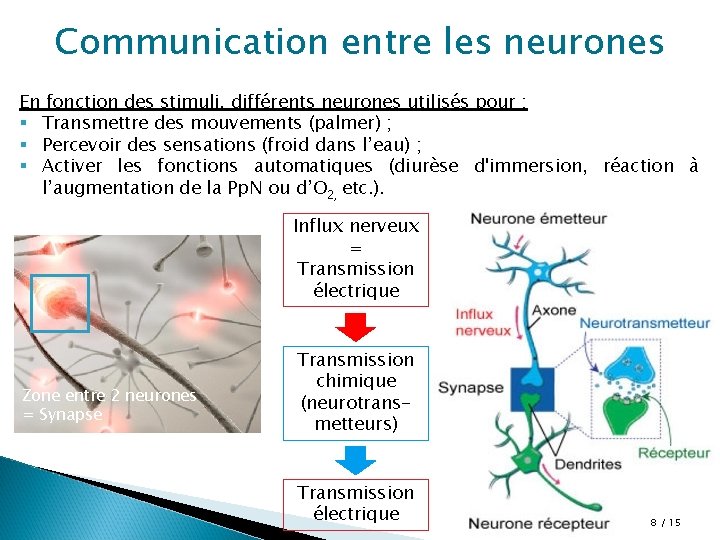 Communication entre les neurones En fonction des stimuli, différents neurones utilisés pour : §