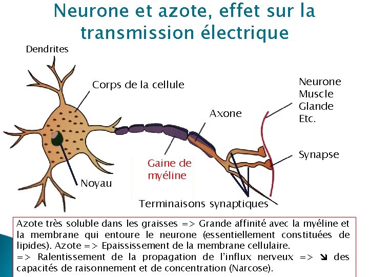 Neurone et azote, effet sur la transmission électrique Dendrites Corps de la cellule Axone