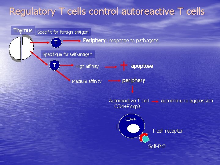 Regulatory T cells control autoreactive T cells Thymus Specific foreign antigen T Periphery: response