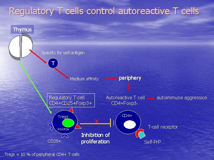 Regulatory T cells control autoreactive T cells Thymus Specific for self-antigen T periphery Medium