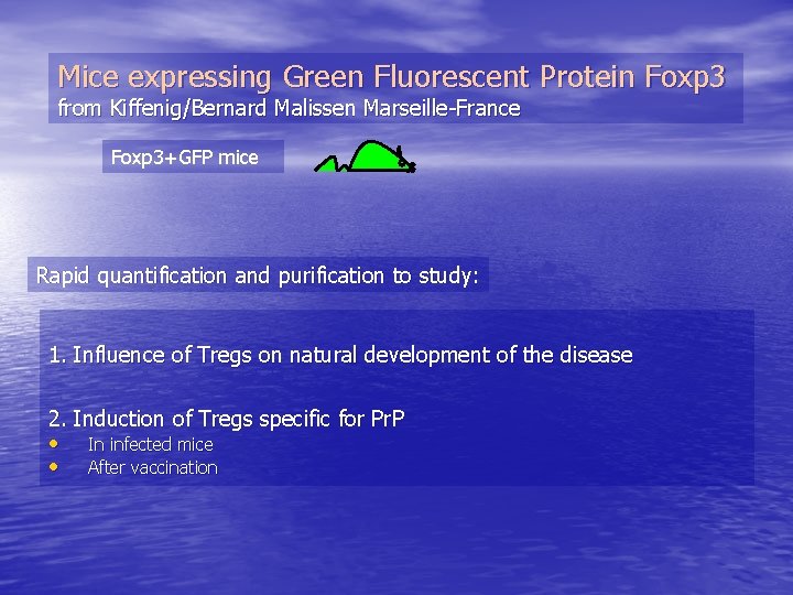 Mice expressing Green Fluorescent Protein Foxp 3 from Kiffenig/Bernard Malissen Marseille-France Foxp 3+GFP mice
