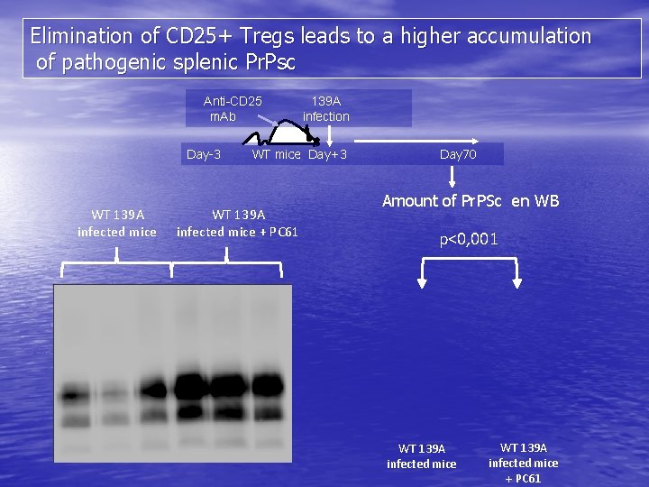 Elimination of CD 25+ Tregs leads to a higher accumulation of pathogenic splenic Pr.