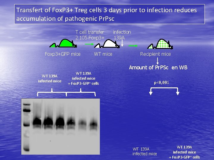 Transfert of Fox. P 3+ Treg cells 3 days prior to infection reduces accumulation
