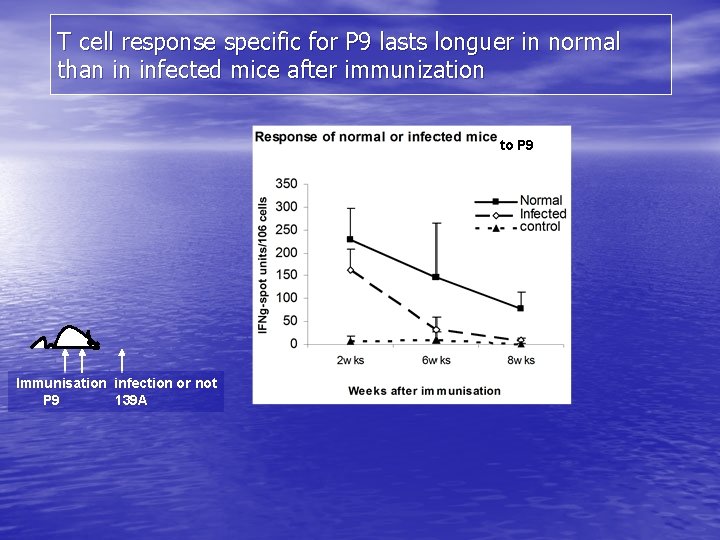 T cell response specific for P 9 lasts longuer in normal than in infected