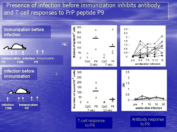 Presence of infection before immunization inhibits antibody and T cell responses to Pr. P