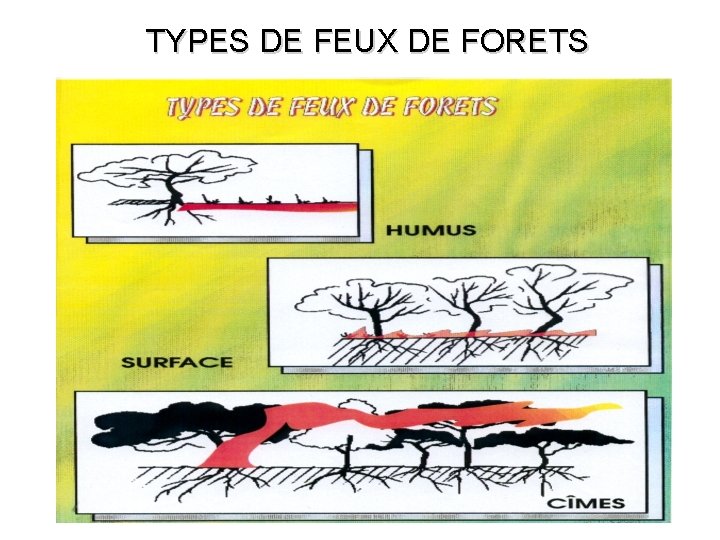 TYPES DE FEUX DE FORETS 