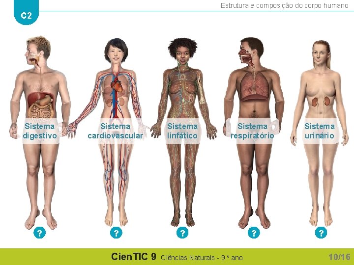 Estrutura e composição do corpo humano C 2 Sistema digestivo Sistema cardiovascular Sistema linfático