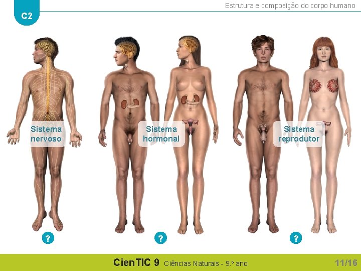 Estrutura e composição do corpo humano C 2 Sistema nervoso Sistema hormonal ? ?