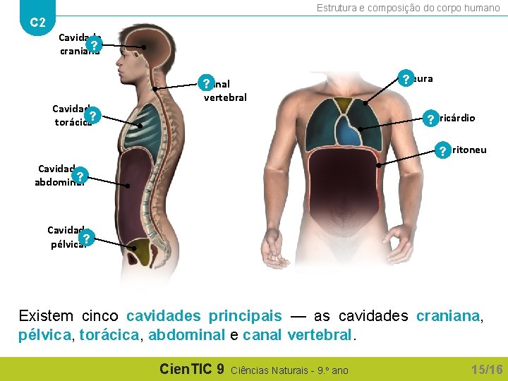 Estrutura e composição do corpo humano C 2 Cavidade ? craniana Pleura ? ?