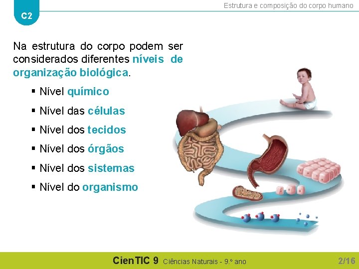 Estrutura e composição do corpo humano C 2 Na estrutura do corpo podem ser