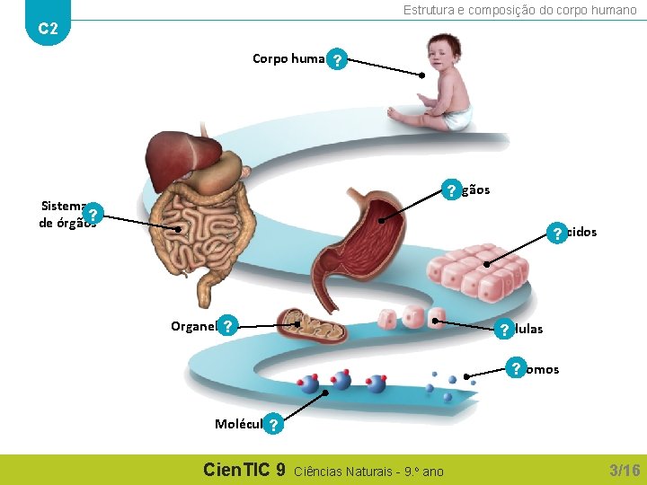 Estrutura e composição do corpo humano C 2 Corpo humano ? Órgãos ? Sistemas