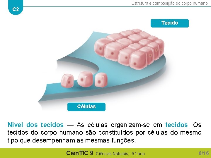 Estrutura e composição do corpo humano C 2 Tecido Células Nível dos tecidos —