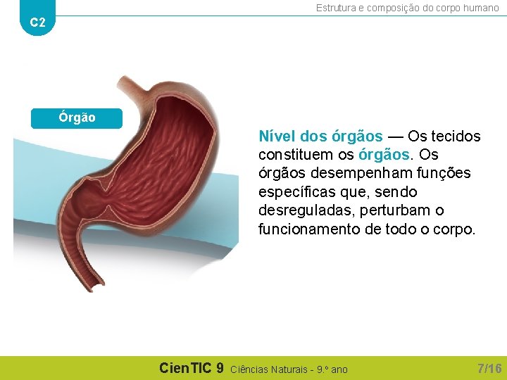 Estrutura e composição do corpo humano C 2 Órgão Nível dos órgãos — Os