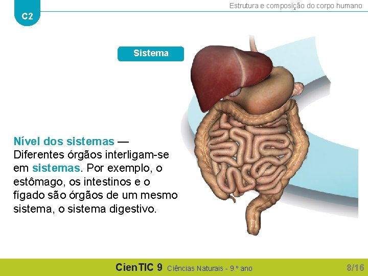 Estrutura e composição do corpo humano C 2 Sistema Nível dos sistemas — Diferentes