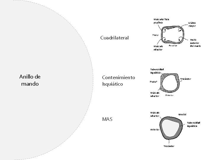 Músculos fosa poplítea Glúteo mayor Cuadrilateral Recto anterior del muslo Músculo Aductor Anillo de