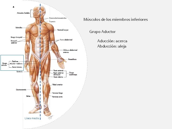 Músculos de los miembros inferiores Grupo Aductor Aducción: acerca Abducción: aleja Línea media 