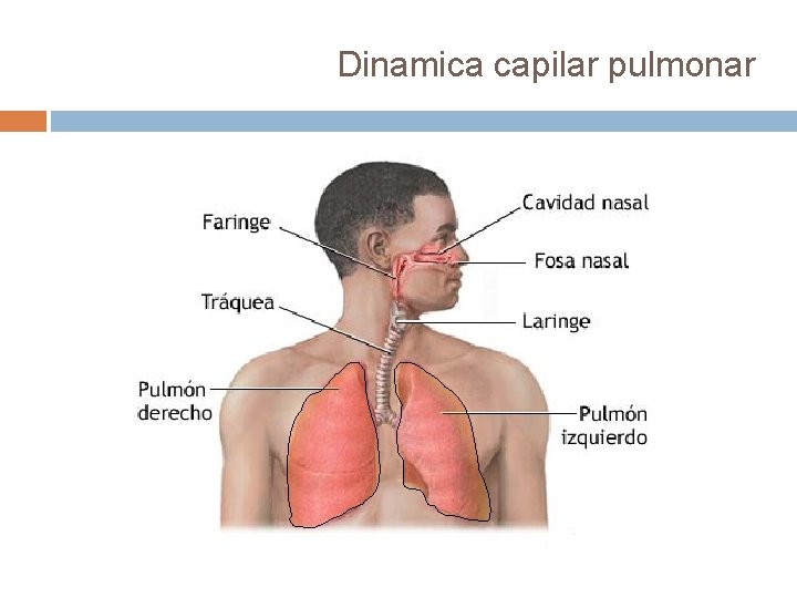 Dinamica capilar pulmonar 