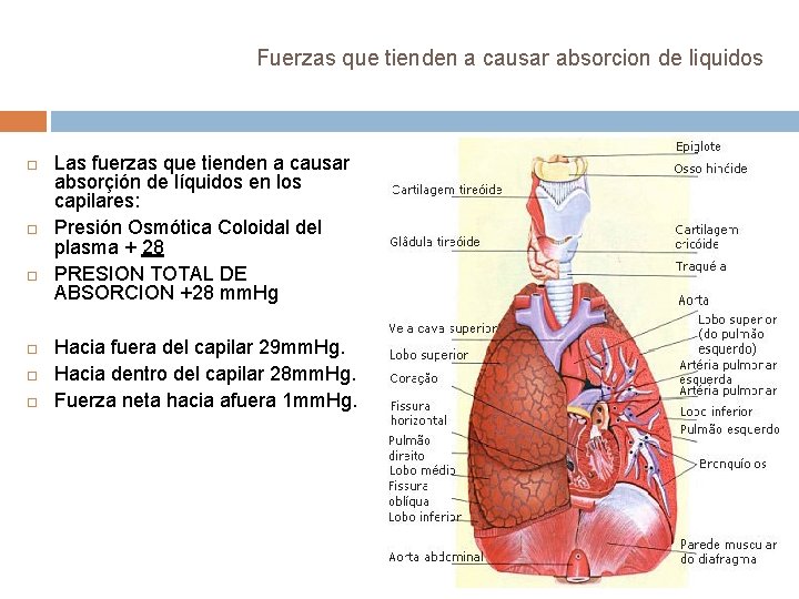 Fuerzas que tienden a causar absorcion de liquidos Las fuerzas que tienden a causar