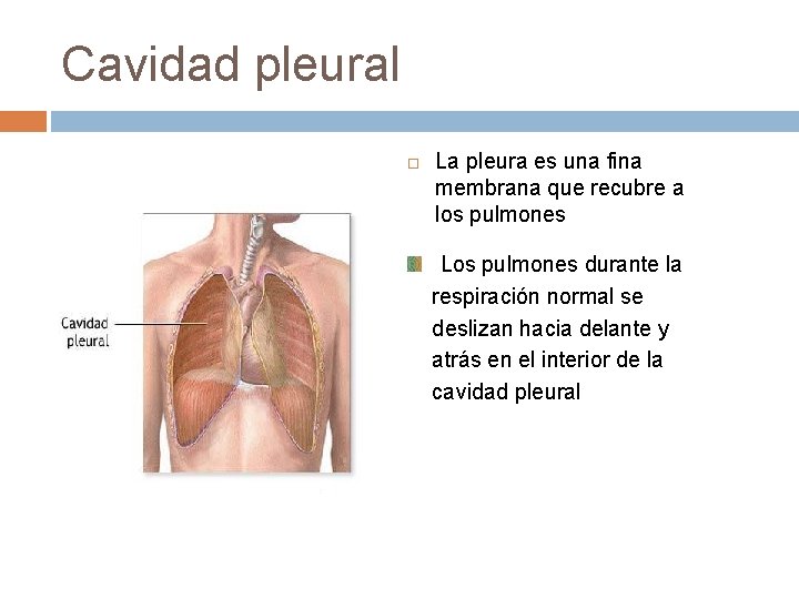 Cavidad pleural La pleura es una fina membrana que recubre a los pulmones Los