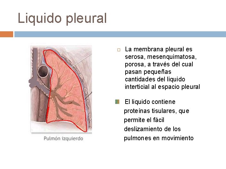 Liquido pleural La membrana pleural es serosa, mesenquimatosa, porosa, a través del cual pasan