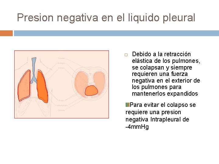 Presion negativa en el liquido pleural Debido a la retracción elástica de los pulmones,