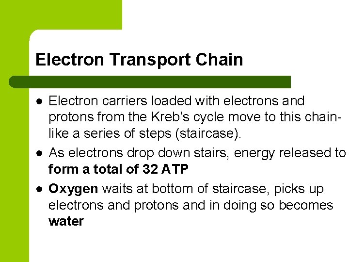 Electron Transport Chain l l l Electron carriers loaded with electrons and protons from