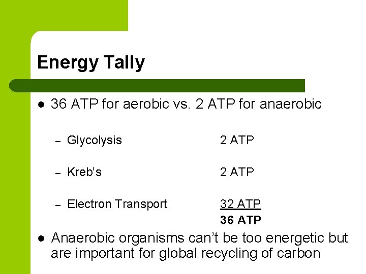 Energy Tally l l 36 ATP for aerobic vs. 2 ATP for anaerobic –