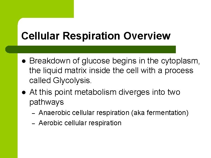 Cellular Respiration Overview l l Breakdown of glucose begins in the cytoplasm, the liquid