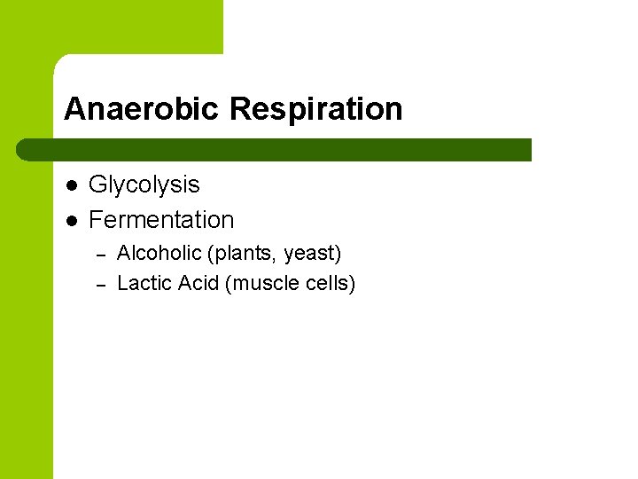 Anaerobic Respiration l l Glycolysis Fermentation – – Alcoholic (plants, yeast) Lactic Acid (muscle