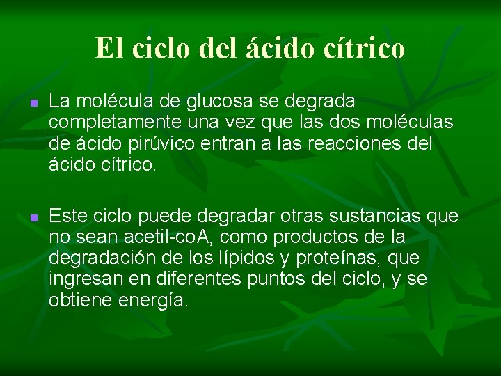 El ciclo del ácido cítrico n n La molécula de glucosa se degrada completamente